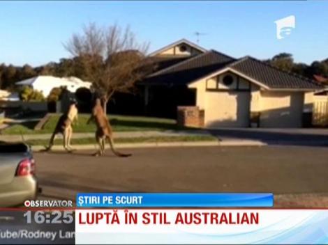 Luptă în stil australian între doi canguri