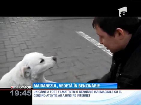 Maidanezul vedetă în benzinărie