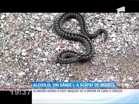 Alcoolul din sânge l-a scăpat de mușcătura veninoasă a unei vipere