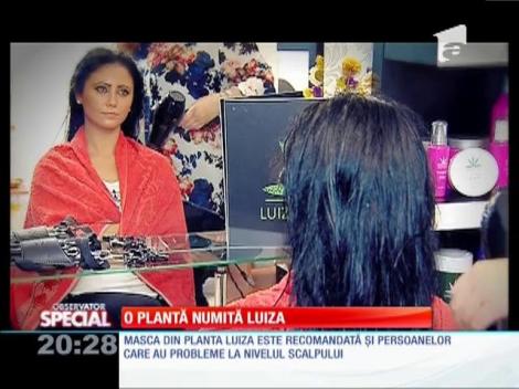 Special! Seamănă cu marijuana și face minuni în saloanele de frumusețe