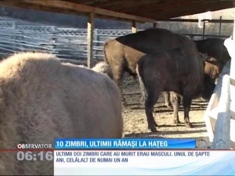 Au mai murit doi zimbrii din rezervaţia Haţeg