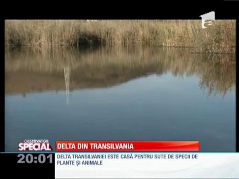 Special! Delta din Transilvania