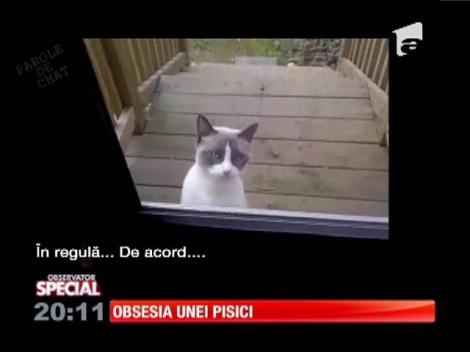 Special! Discuţia imaginară dintre un neiubitor de pisici şi o felină