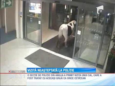 Un cal a pătruns într-o secție de poliție din Anglia