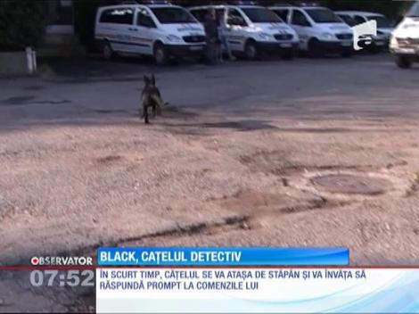 Black, cățelul detectiv