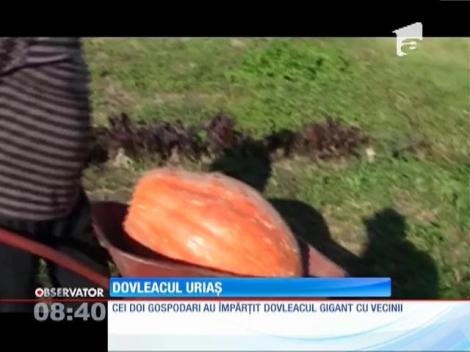 Un dovleac de aproape 60 de kilograme a fost găsit în grădina unor arădeni