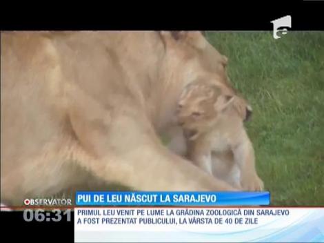 Un pui de leu a fost prezentat la gradina zooligică din Sarajevo