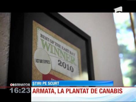 Italia vrea să îşi pună armata, de anul viitor, să cultive marijuana medicinală