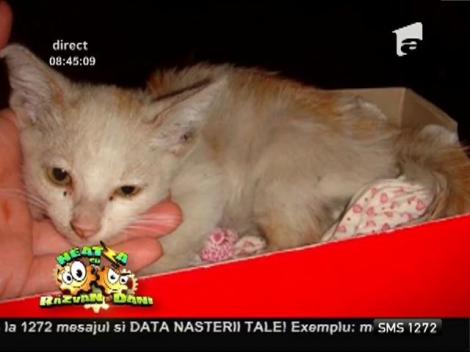 Ajută animalele din adăposturi să-și găsească o familie!