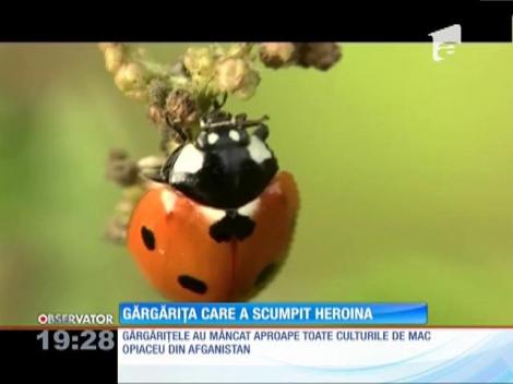 Etnobotanice stropite cu insecticid. Doi tineri au murit în Reşiţa