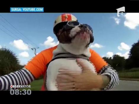 Un bulldog politicos