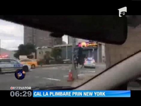 SUA: O maşină de poliţie a urmărit cu girofar şi sirenă un cal