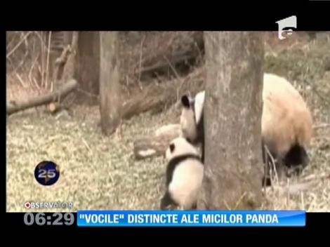 Cercetătorii chinezi au constatat diferenţe între "vocile" puilor de panda