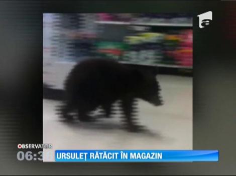 Un pui de urs s-a plimbat prin raioanele unui magazin din statul american Oregon