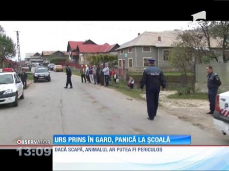 Urs prins în gard, panică în şcoală