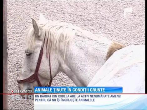 Un bărbat din Codlea îşi ţine caii în condiţii înfiorătoare