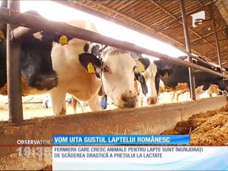 Laptele românesc, în pericol să dispară de pe rafturi!