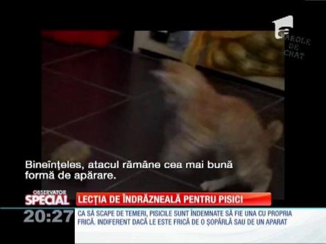 Special! Lecția de îndrăzneală a pisicii