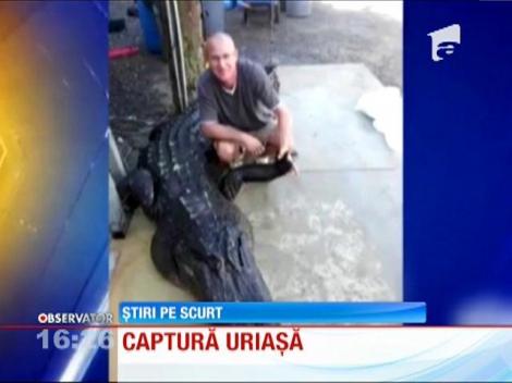 Crocodil de 4 metri, capturat cu mâinile goale!