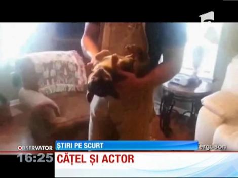 Cățelul care face pe mortul când nu-i convine ceva