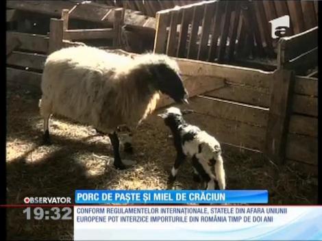 Update / Mielul, bun de tăiat pentru Crăciun