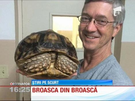 Broasca talisman din broască