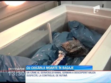 Sute de ciocârlii vânate în România, găsite în bagajele unui italian