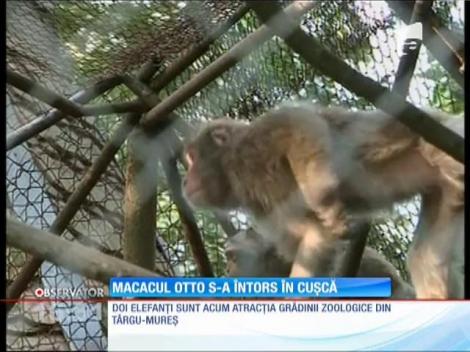 Macacul rebel evadat de la grădina zoologică din Târgu Mureş a fost capturat