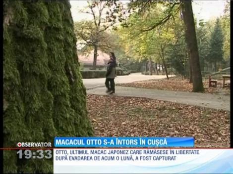 Otto, macacul rebel, evadat de la grădina zoologică din Târgu Mureş, s-a întors