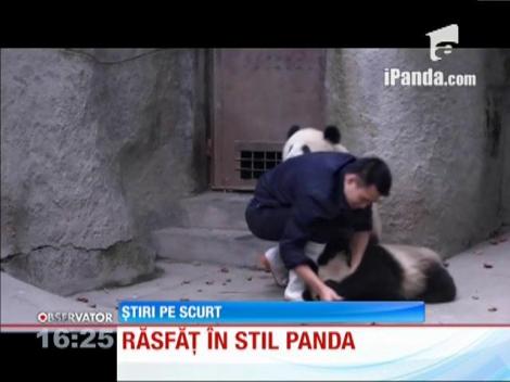 Răsfăț pentru doi urși panda, la o grădină zoologică din China