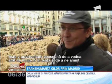 Madridul, traversat de mii de oi