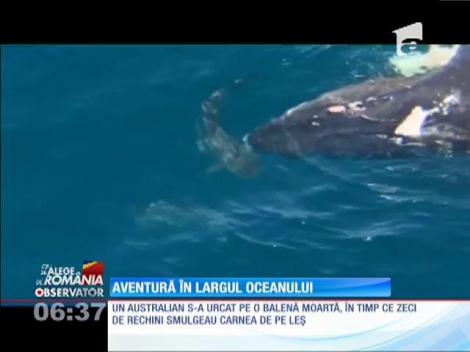 Senzații tari pe cadavrul unei balene