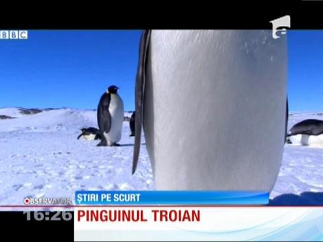 Robot deghizat în pui de pinguin