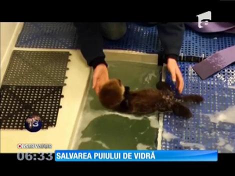 Salvarea puiului de vidră