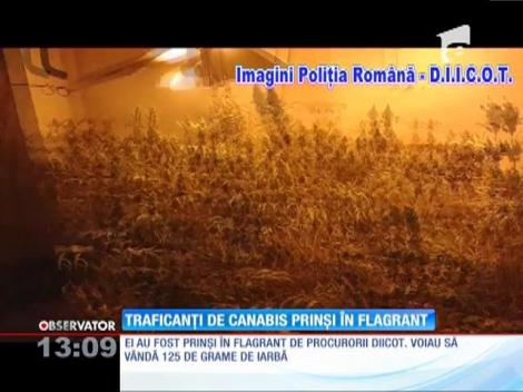 Traficanţi de canabis prinşi în flagrant