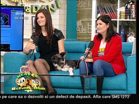 Nutriția câinelui de talie mică