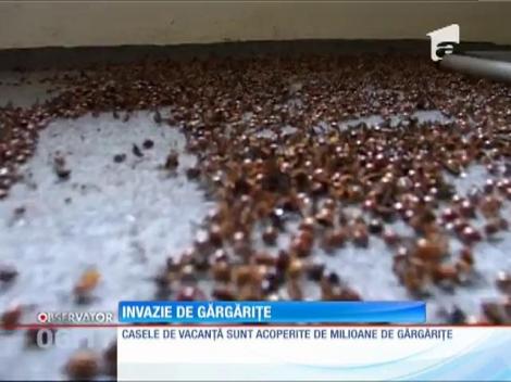 Sate invadate de gărgăriţe