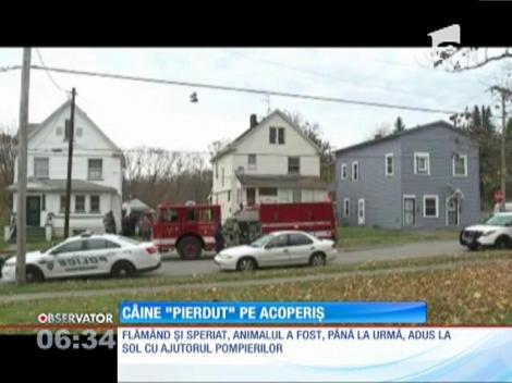 Câine pierdut, găsit pe acoperişul casei