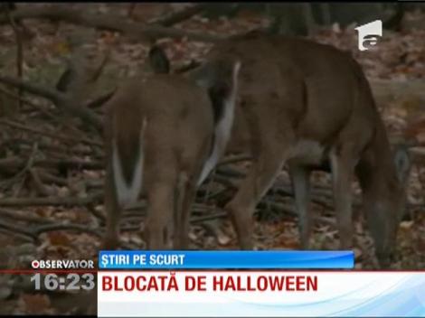 O căprioară sărbătorește Halloween-ul în fiecare zi