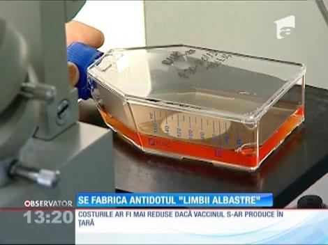 Se fabrică antidotul "Limbii albastre"