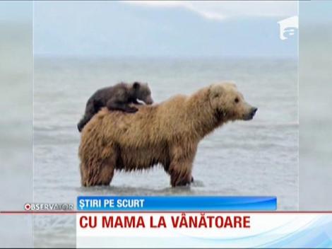 Un pui de urs a plecat la vânătoare, împreună cu mama sa