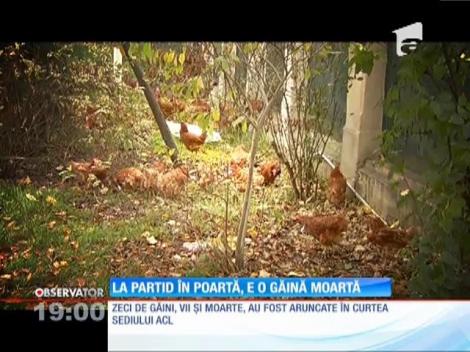 Zeci de găini, vii şi moarte, au fost aruncate în curtea sediului ACL