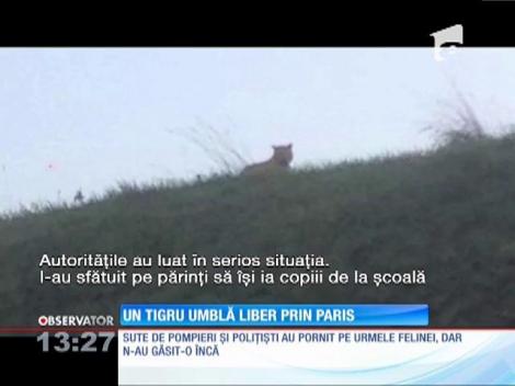 Un tigru umblă liber prin Paris