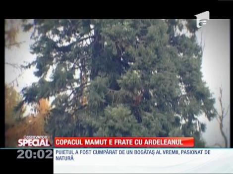 Special! Arborele gigant din Ardeal