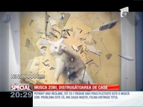 Special! Musca zobi, distrugătoarea de case
