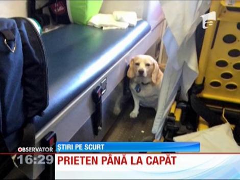 Cel mai fidel prieten al omului e un câine din Statele Unite