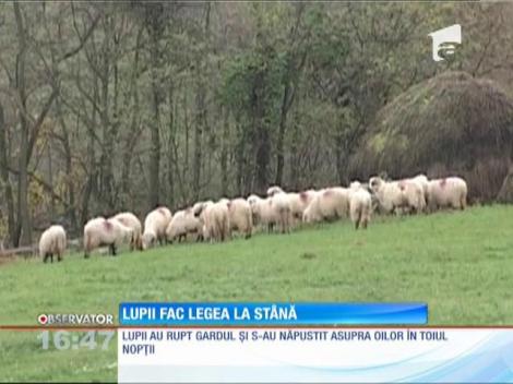 Lupii fac legea la o stână din Arad
