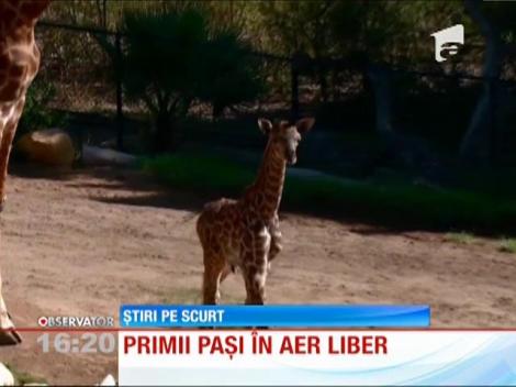 Un nou locatar al unei grădini zoologice din California