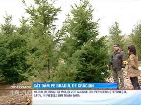 Primii brazi de Crăciun vor ajunge în pieţe la sfârşitul acestei săptămâni