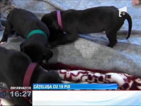 Căţeluşă cu 19 pui